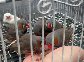 Zebra Finches For Sale