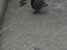 black francolin pair