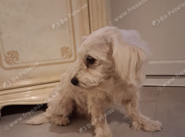 Maltesespitz  boy