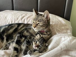 Tabby female cat