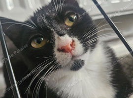 Female cat