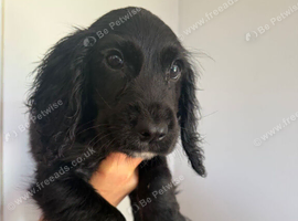 Cocker spaniel pups