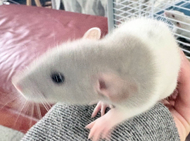 3 males left. Baby Dumbo straight and Rex/husky rats