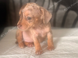 Ready now Chiweenie puppies Minature dachshund x chihuahua