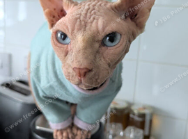 Gorgeous Blue Eyed Boy