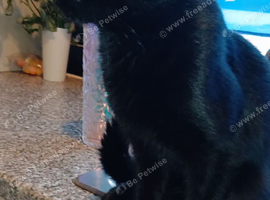 Black kitten