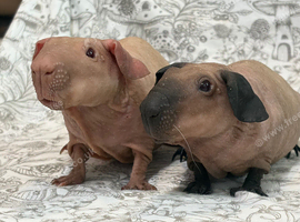 Pair of Baldwin baby boys ready now!
