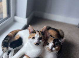Two sisters looking for a home