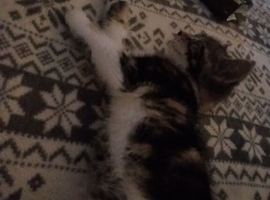 Kitten needs her forever home!