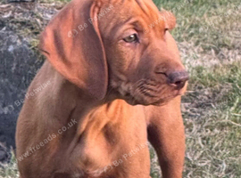 Show Bred, Docked Vizsla PUPPY