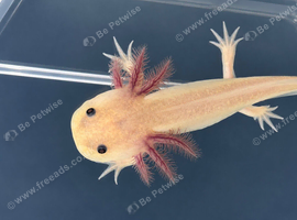 Axolotl babies