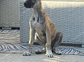 Brindle Lurcher puppy
