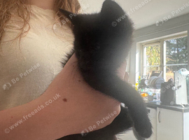 Kittens for sale