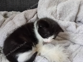 Kittens 4 sale