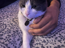 Sweet 5-Year-Old White & Grey Cat Looking for a Loving Home
