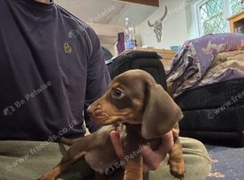 Black and brindle girl still available reduced price