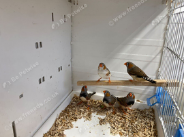 Zebra finches