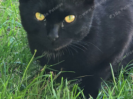 Shorthair kitten