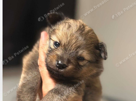 Pomerian puppies