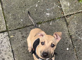 4 month old greyhound pup