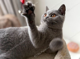 Blue Britishshorthair  kitten  female  for sale