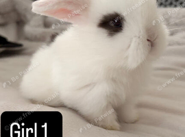 Pure bred Mini lops rabbits