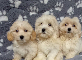 Multipoos puppies mix litter ready to go one boy one girl available
