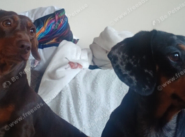 2 female 4yo .rehome together only