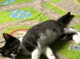 Tabby male kitten for sale