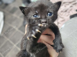 Black female kitten