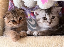 Kittens ready for new home