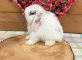 Baby Mini Lops