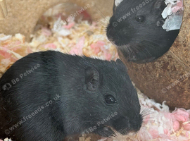 two bonded gerbils