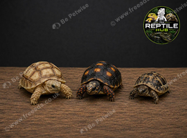 Tortoise Babies