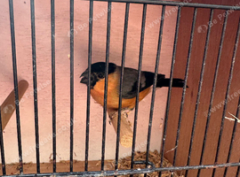Siberian bullfinch