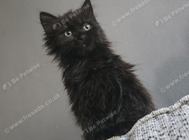 Half british kitten