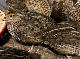 3 week quails off heat