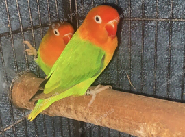 2 lovebirds to rehome