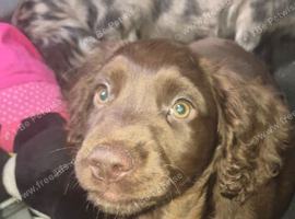 Cocker spaniel puppies