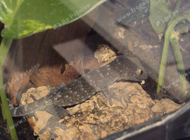 CB26 Tokay Geckos