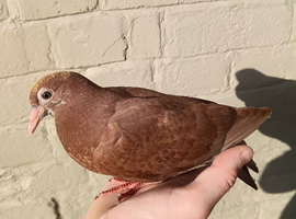 Chocolate Melueman Racing Pigeons Cock Bird 2026 RPRA