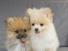 Pomeranian Puppies ready to go