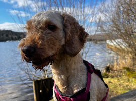 Beautiful Narla cockapoo