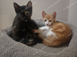 2 Lovely Kittens for Sale One Ginger & White Boy and Tortoiseshell Girl