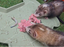 Ferret hob kits