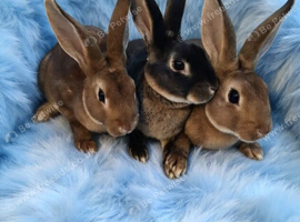 Baby Rex rabbits two brothers