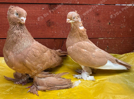 Uzbeks for sale