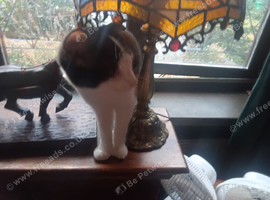 1 year old cat