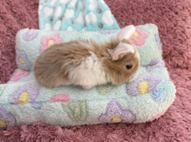 Mini lops-raised indoors-vaccinated