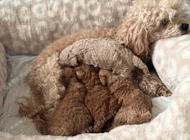 Beautiful KC registered Cream Poodle Boy - Winter Latter